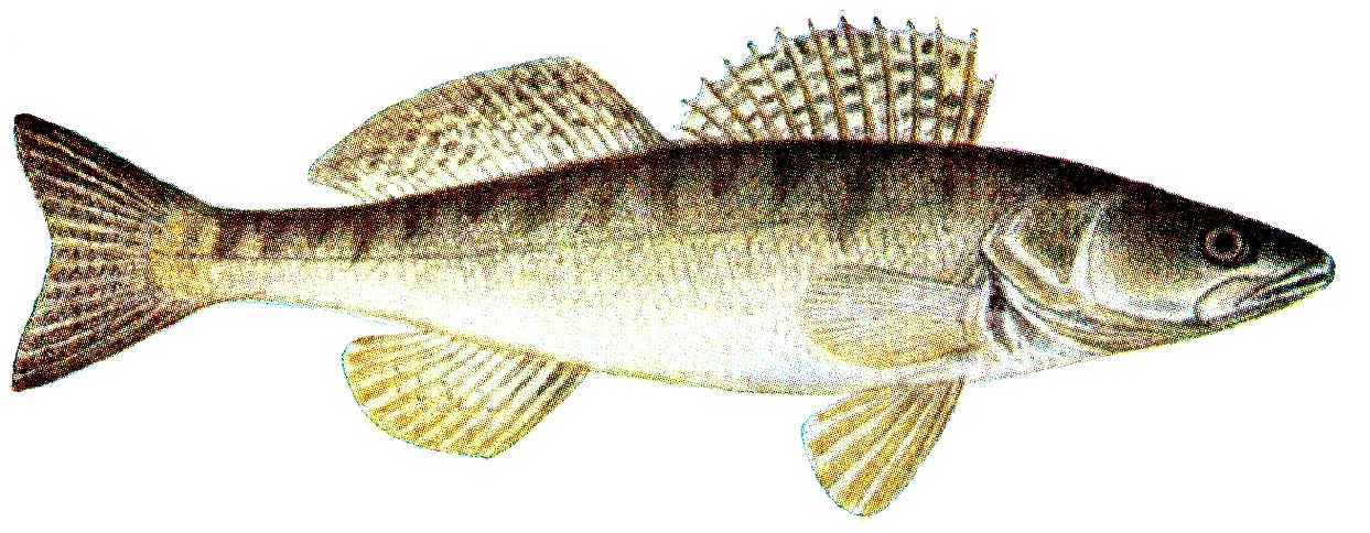 Der Zander