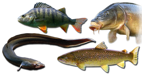 Zielfische Zielfische