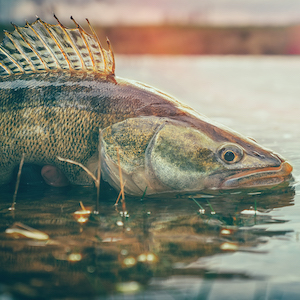 Zielfisch Raubfisch - das richtige Angelzubehör
